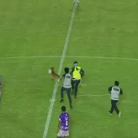 σκυλος μπάλα