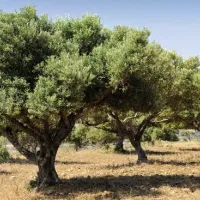 ελια