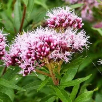 valeriana