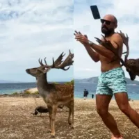 ελαφι