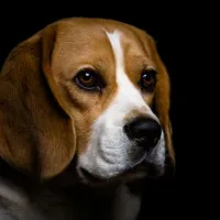 beagle-dog