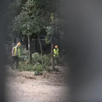 «Δεν μας έδειξαν ποτέ τις άδειες για την κοπή των δέντρων - Παραμένουμε στην πλατεία»