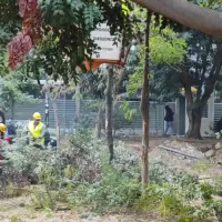 Κόβουν δέντρα στα Εξάρχεια για το μετρό