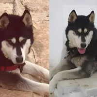 Όλιβερ, το χάσκι