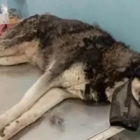 Διαφωνία μεταξύ των κτηνιάτρων για το εάν βιάστηκε με αιχμηρό αντικείμενο ο Όλιβερ