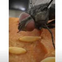 miga