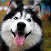 husky