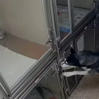husky