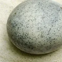 avgo