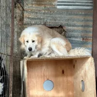Φρόντιζε 54 σκυλιά