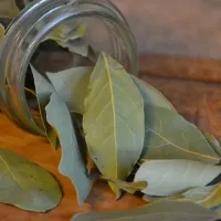 δάφνη