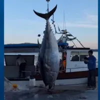 Ψάρεψαν τόνο 485 κιλών 