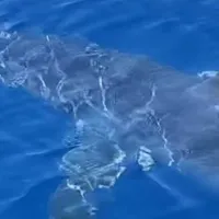 καρχαρίας ζάκυνθος