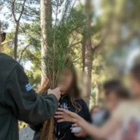 δενδροφύτευση 