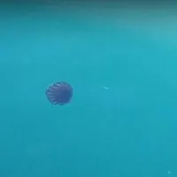 medousa
