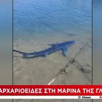 καρχαρίας γλυφάδα