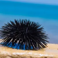Αχινός
