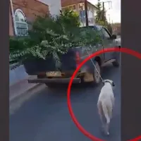 Σκύλος δεμένος σε ΙΧ