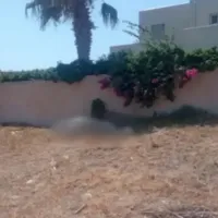 αλογο
