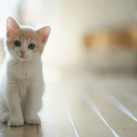 gataki