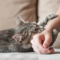 gatoula