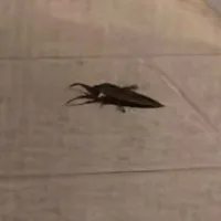 Λιθόκερος