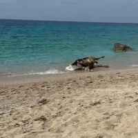 λευκαδα