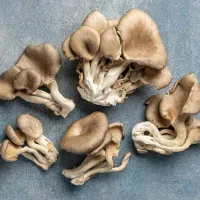 plevrotous