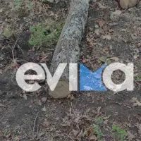 Νεκρός εργάτης που τον πλάκωσε δέντρο στην Εύβοια