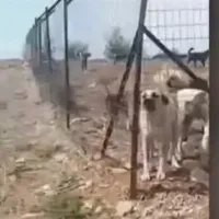 Κυνοκομείο στα Γιαννιτσά