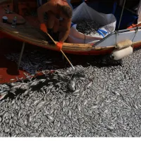 volos psaria