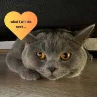 gatos