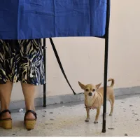 Ψηφοφόρος με σκύλο