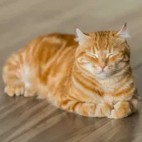 gata