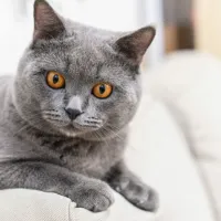 gata
