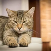 gata