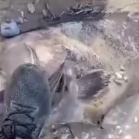 ψάρια