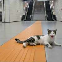gatoula