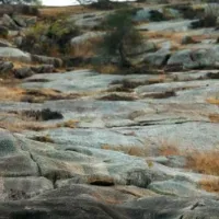 grifos