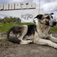 skilaki_chernobyl