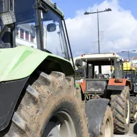 agrotes mploka