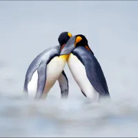 pigouinoi