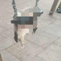 _kakopoiisi_zoon