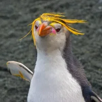 penguin