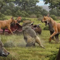 dire_wolf