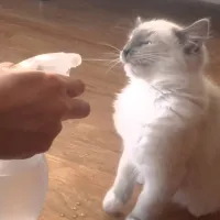 gata