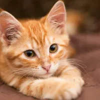 gata