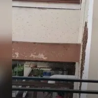 melisi