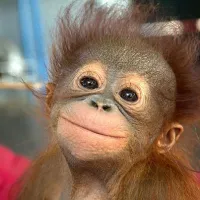 ape