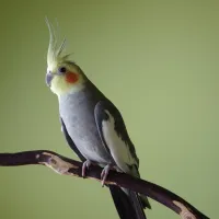 papagalos